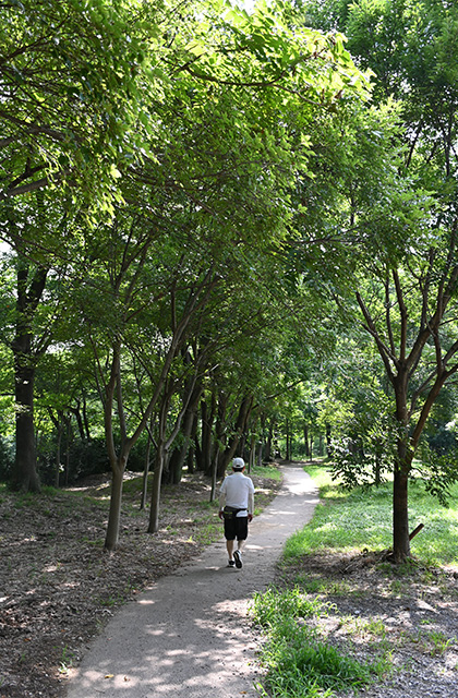 豊かな緑と水、生命の息づく夏の河跡湖公園の写真