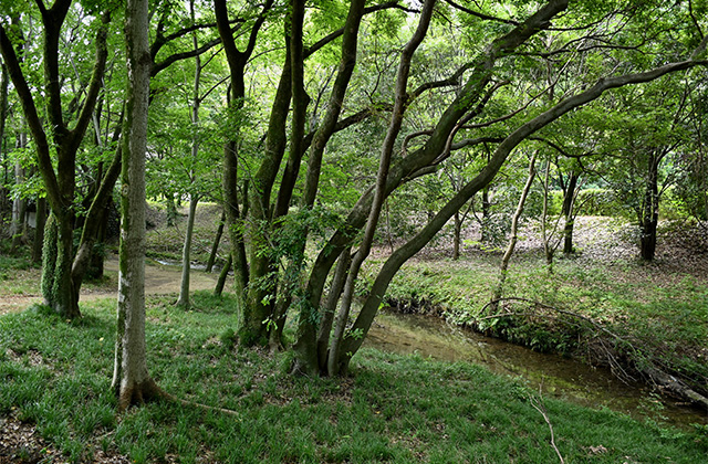 豊かな緑と水、生命の息づく夏の河跡湖公園の写真