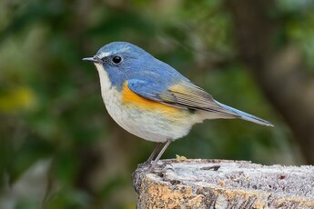 野鳥ルリビタキのイラスト