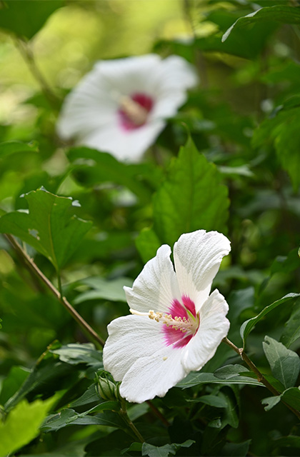 「日本ラインうぬまの森」に咲くムクゲの花、サルスベリの花の写真