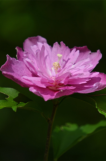 「日本ラインうぬまの森」に咲くムクゲの花、サルスベリの花の写真