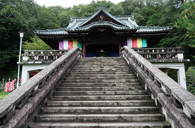 仙人草や百日草が咲く、夏の終わりの貞照寺の写真