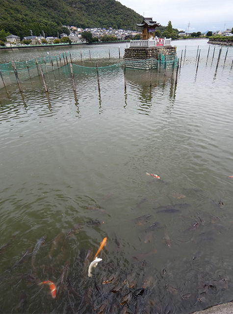 秋雨の合間のおがせ池の写真