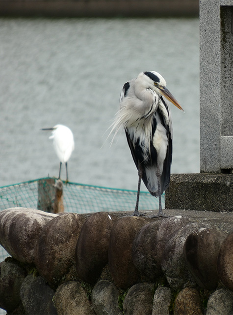 秋雨の合間のおがせ池の写真