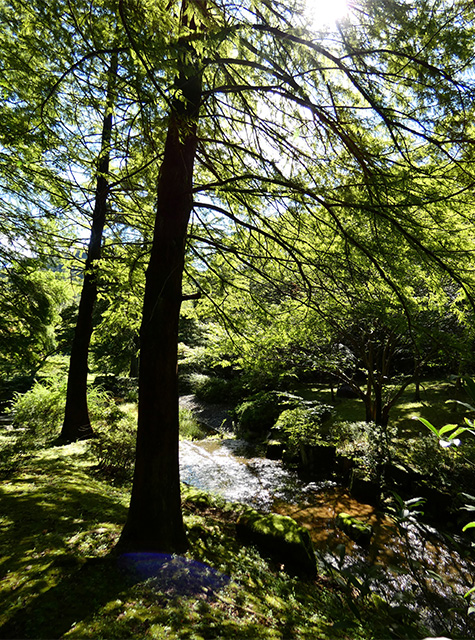 彼岸花の咲き始めた 緑あふれる各務原公園の写真