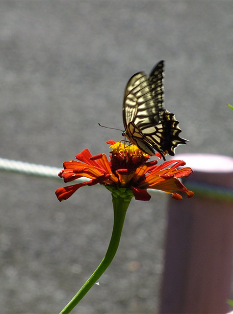 彼岸花の咲き始めた 緑あふれる各務原公園の写真