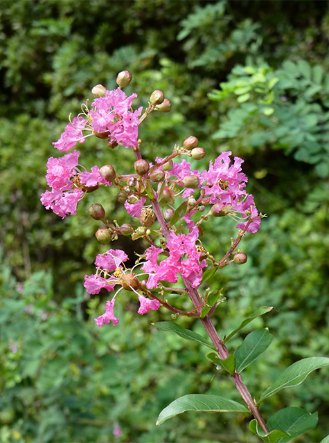 彼岸花の咲き始めた 緑あふれる各務原公園の写真