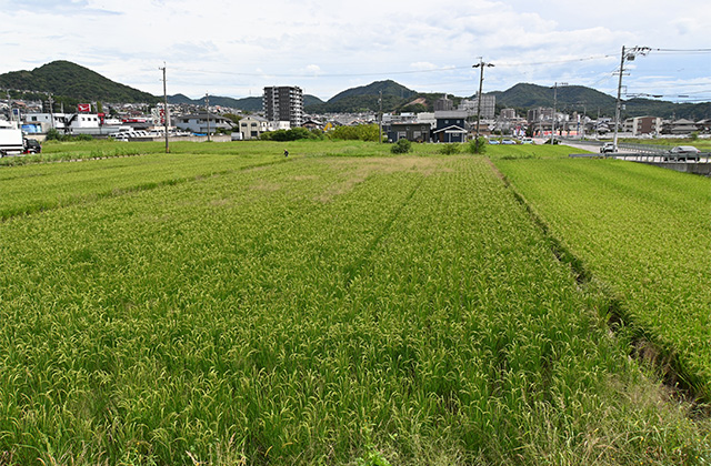 大安寺川に咲く彼岸花の写真