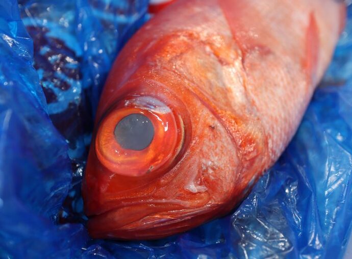 鮮魚の楽笑1