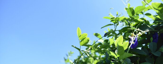 種から生まれるもの。の写真1