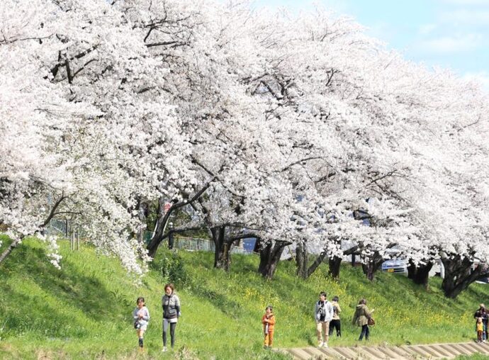 春の訪れと共に咲き渡る市民の誇り。の写真4